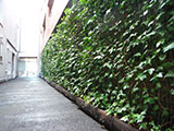 病院通路の壁面緑化